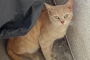 Discovery alert Cat Male Clamart France