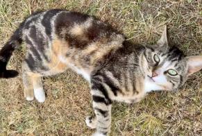 Discovery alert Cat  Male Anglet France