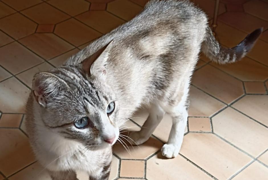 Discovery alert Cat miscegenation  Unknown Auch France