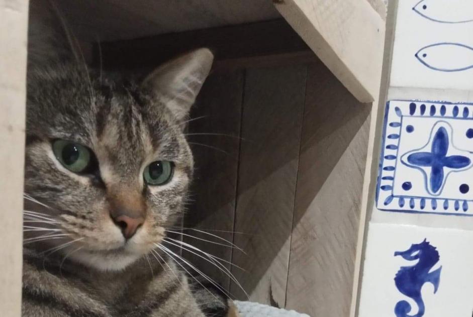 Disappearance alert Cat Male , 6 years Lambersart France