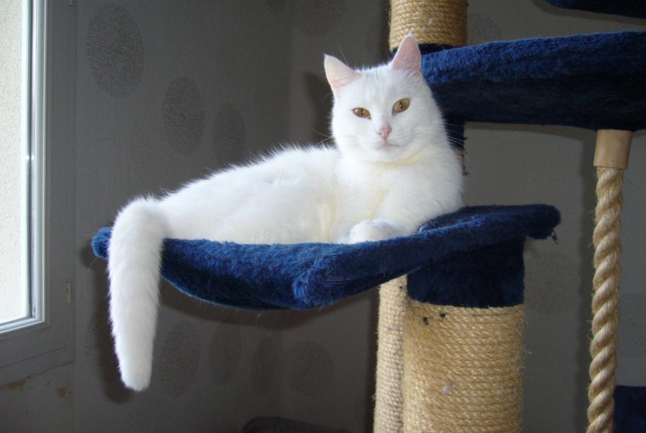 Disappearance alert Cat  Female , 4 years Availles-en-Châtellerault France