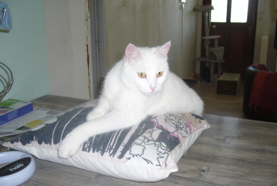 Disappearance alert Cat  Female , 4 years Availles-en-Châtellerault France