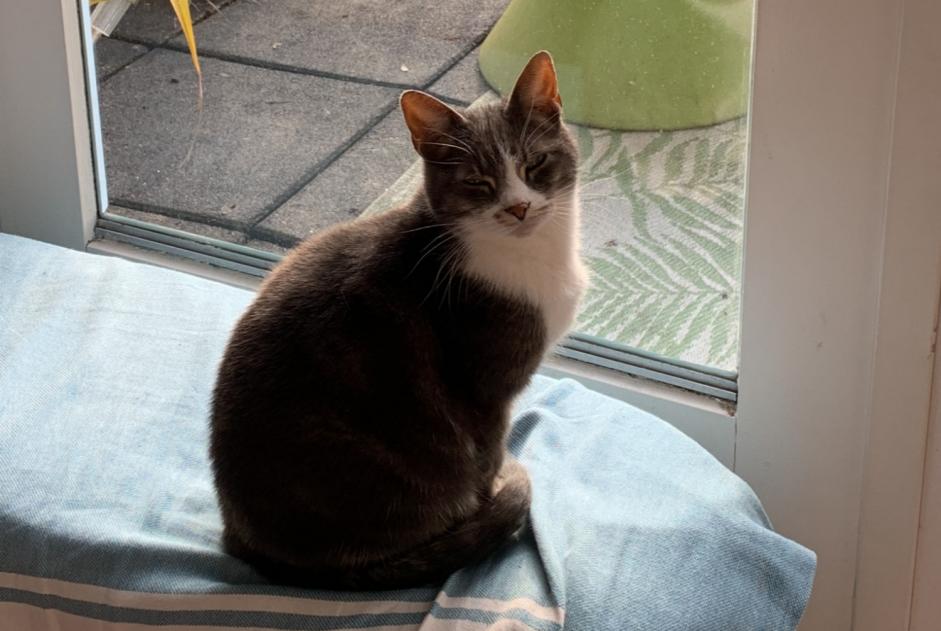 Disappearance alert Cat Female , 2 years Cayeux-sur-Mer France