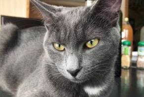 Disappearance alert Cat Male , 2 years Les Fins France