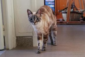 Discovery alert Cat miscegenation  Female Langeais France