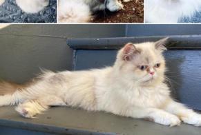 Disappearance alert Cat  Female , 4 years Fontenay-sous-Bois France