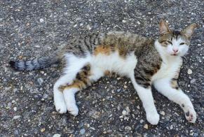 Discovery alert Cat Male Rive-de-Gier France