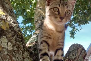 Discovery alert Cat  Male Nouvoitou France