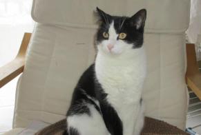 Disappearance alert Cat  Male , 7 years La Chapelle France