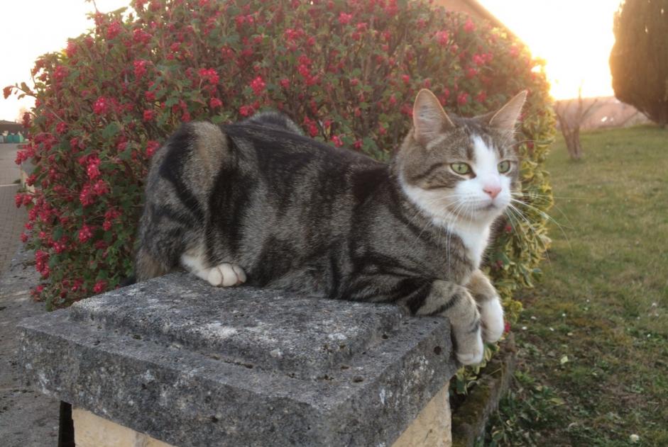 Disappearance alert Cat miscegenation  Male , 2 years Rohrbach-lès-Bitche France