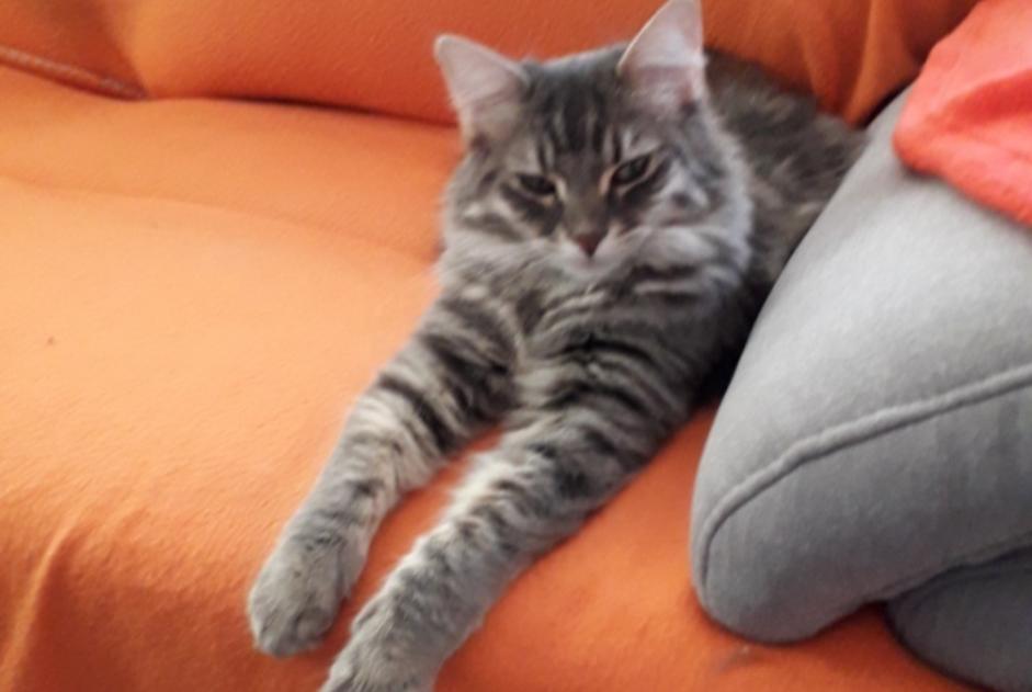 Disappearance alert Cat Female , 3 years Hyères France