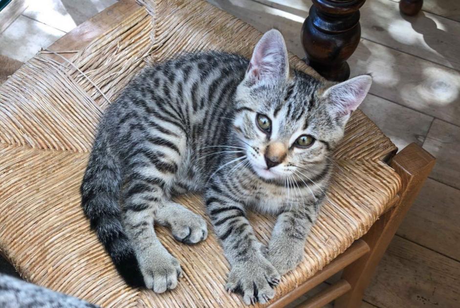 Disappearance alert Cat miscegenation  Female , 3 years Dijon France