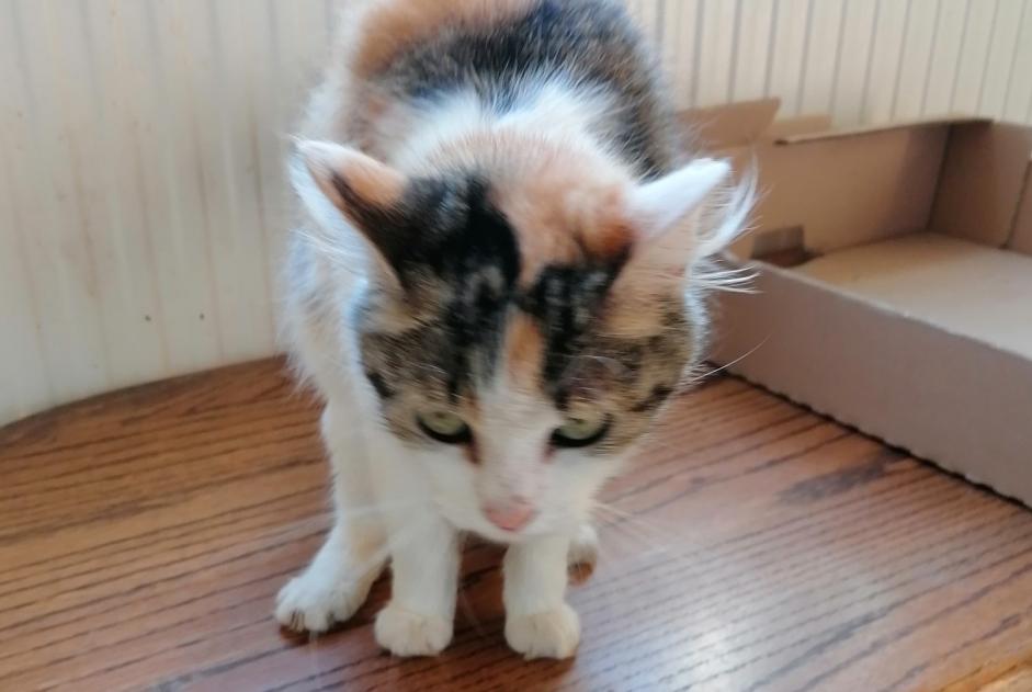 Discovery alert Cat Female , Between 4 and 6 months Béthune France