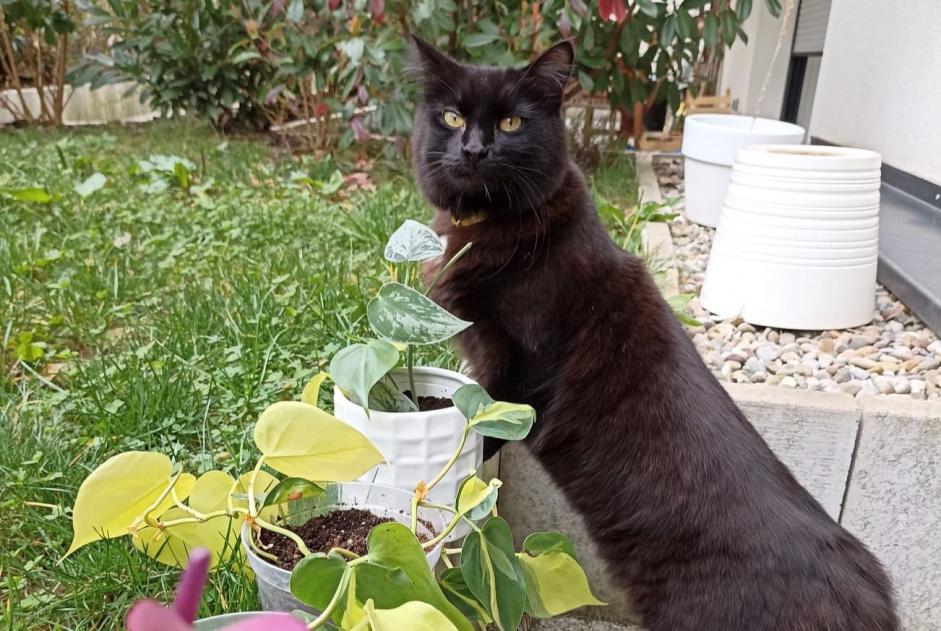Disappearance alert Cat Male , 4 years Strasbourg France