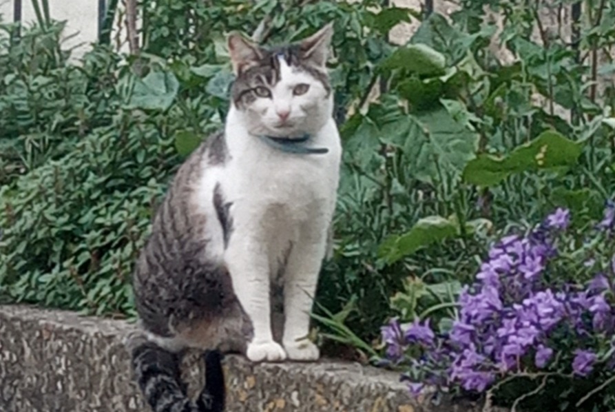 Disappearance alert Cat  Female , 4 years Nogaro France