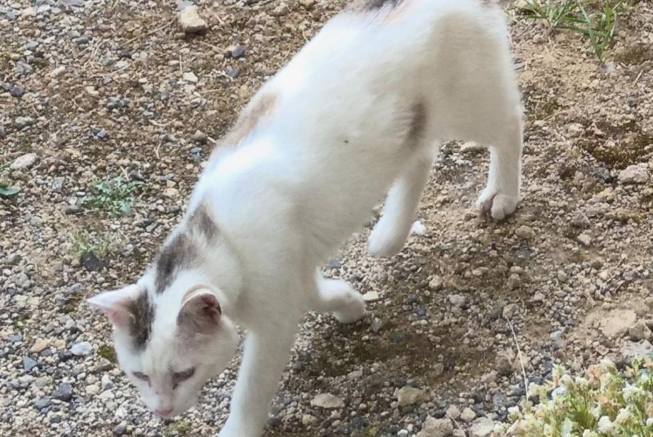 Disappearance alert Cat miscegenation  Male , 1 years Vroncourt-la-Côté France