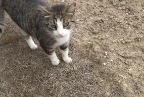 Discovery alert Cat miscegenation  Male Saint-Pierre-la-Garenne France