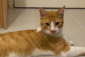 Discovery alert Cat Male Poitiers France