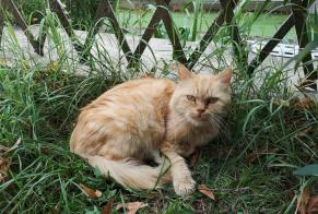 Discovery alert Cat miscegenation  Unknown Saint-Barthelemy France