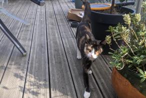 Discovery alert Cat Female Jarzé Villages France