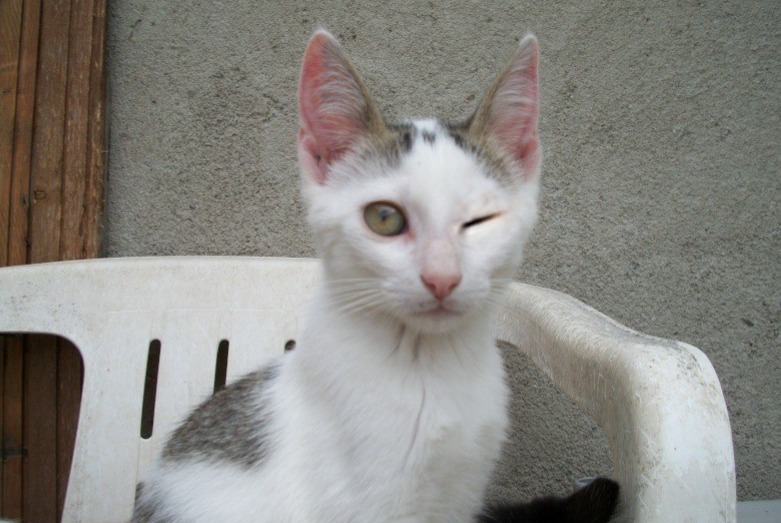 Disappearance alert Cat  Female , 3 years Saint-Gervais-les-Trois-Clochers France