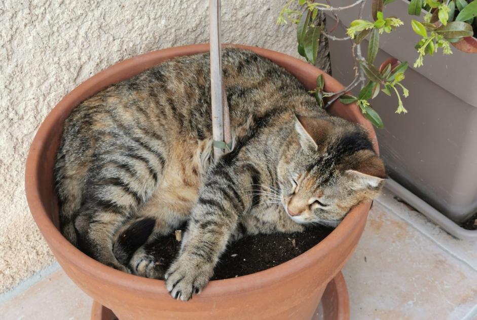 Disappearance alert Cat Female , 12 years Gignac-la-Nerthe France