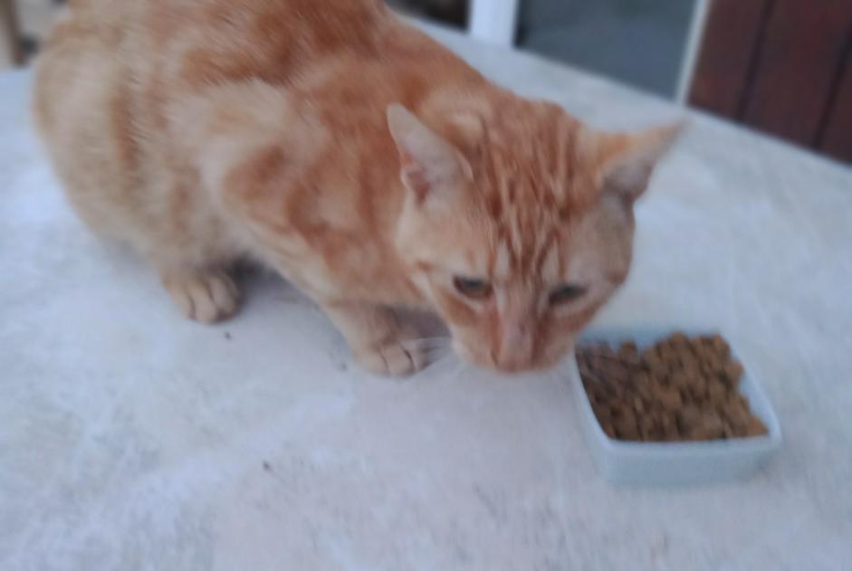 Discovery alert Cat Male Rouilly-Sacey France