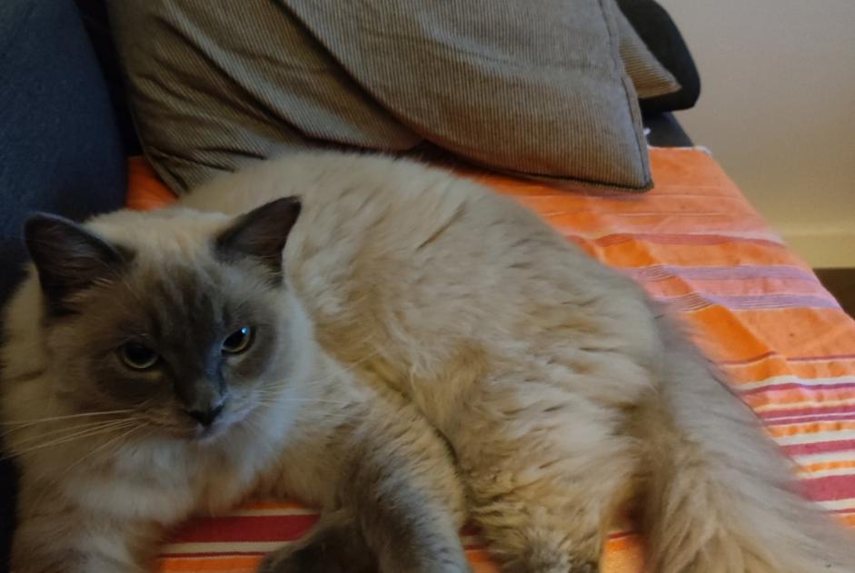 Disappearance alert Cat  Female , 1 years Pontault-Combault France
