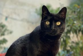 Disappearance alert Cat Female , 13 years Aigues-Vives France