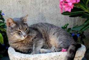 Disappearance alert Cat  Female , 8 years Nîmes France