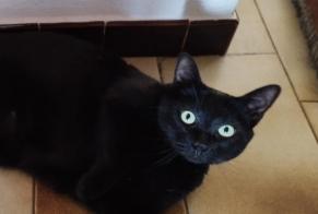Disappearance alert Cat Female , 3 years Auxon France