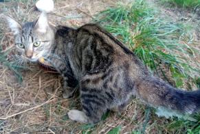 Discovery alert Cat Female Inzinzac-Lochrist France