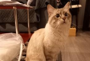 Discovery alert Cat miscegenation  Male Metz France