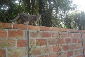 Discovery alert Cat miscegenation  Female Beauchamp France