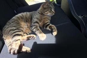 Disappearance alert Cat Female , 1 years Le Mazeau France