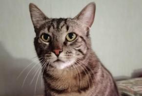 Disappearance alert Cat Female , 4 years Saint-Raphaël France