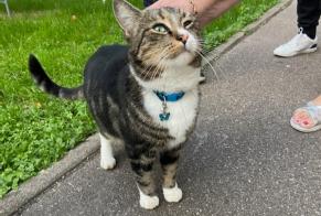 Discovery alert Cat   Male Metz France