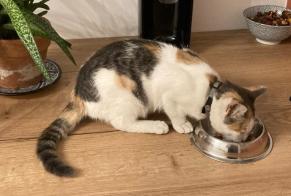 Discovery alert Cat Female Rennes France