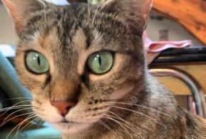 Disappearance alert Cat  Female , 4 years Lyon France