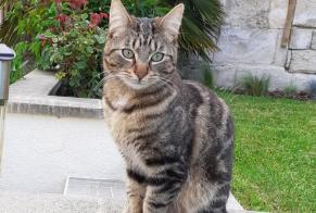 Disappearance alert Cat Male , 2 years Messy France