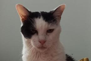 Disappearance alert Cat Male , 17 years Argenteuil France