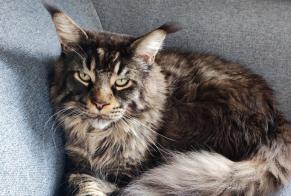 Disappearance alert Cat  Male , 4 years Romans-sur-Isère France