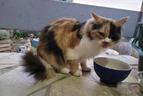 Discovery alert Cat Unknown Frontignan France
