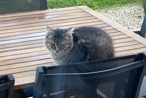 Discovery alert Cat Female Concarneau France