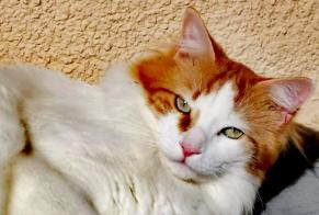 Disappearance alert Cat miscegenation  Male , 3 years Chaville France