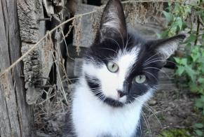 Discovery alert Cat Male Cessieu France