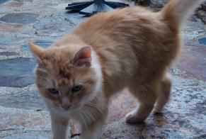 Discovery alert Cat Unknown Verreries-de-Moussans France