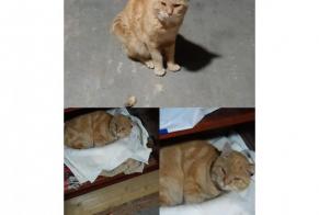 Discovery alert Cat Unknown Pornichet France