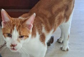 Discovery alert Cat  Female Saulxures-lès-Nancy France