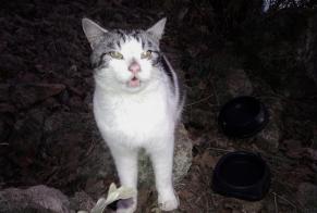 Discovery alert Cat miscegenation  Male , 3 years Viens France